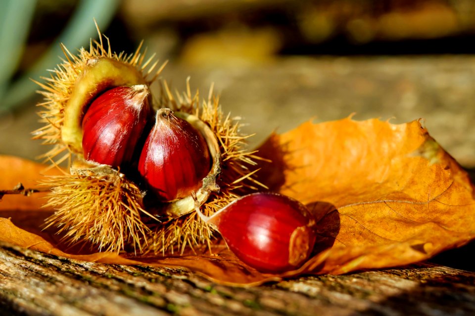 Blurred Background Chestnuts