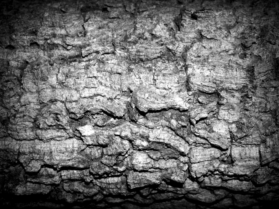Black-and-white Monochrome Nature photo