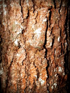 Close-up Tree Bark photo