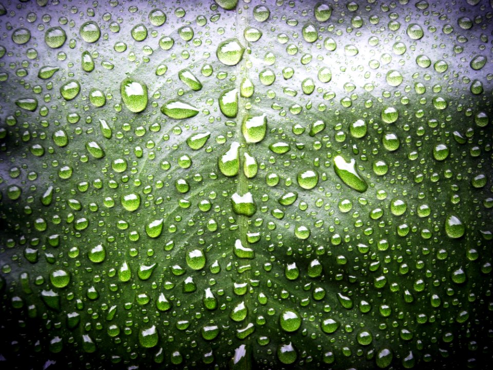 Close-up Dew Dewdrops