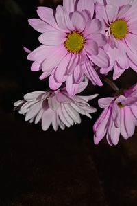 Flora blossom detail