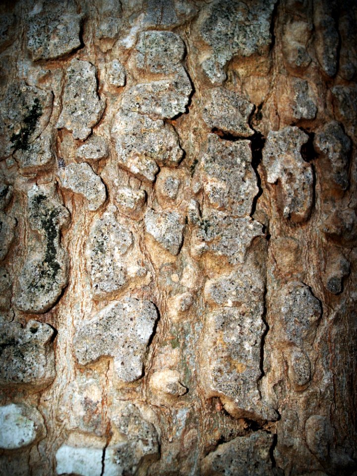 Nature Rocks Rocky
