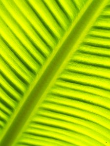 Close-up Green Leaf