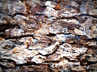Aging Bark Brown