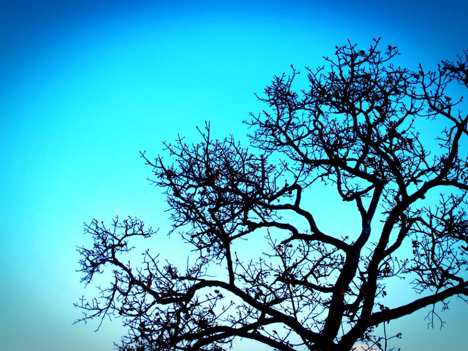 Branches Bright Colors