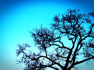 Branches Bright Colors