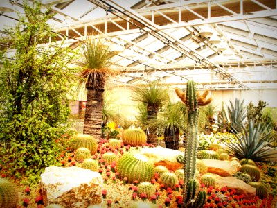 Botanical Cactuses Colors