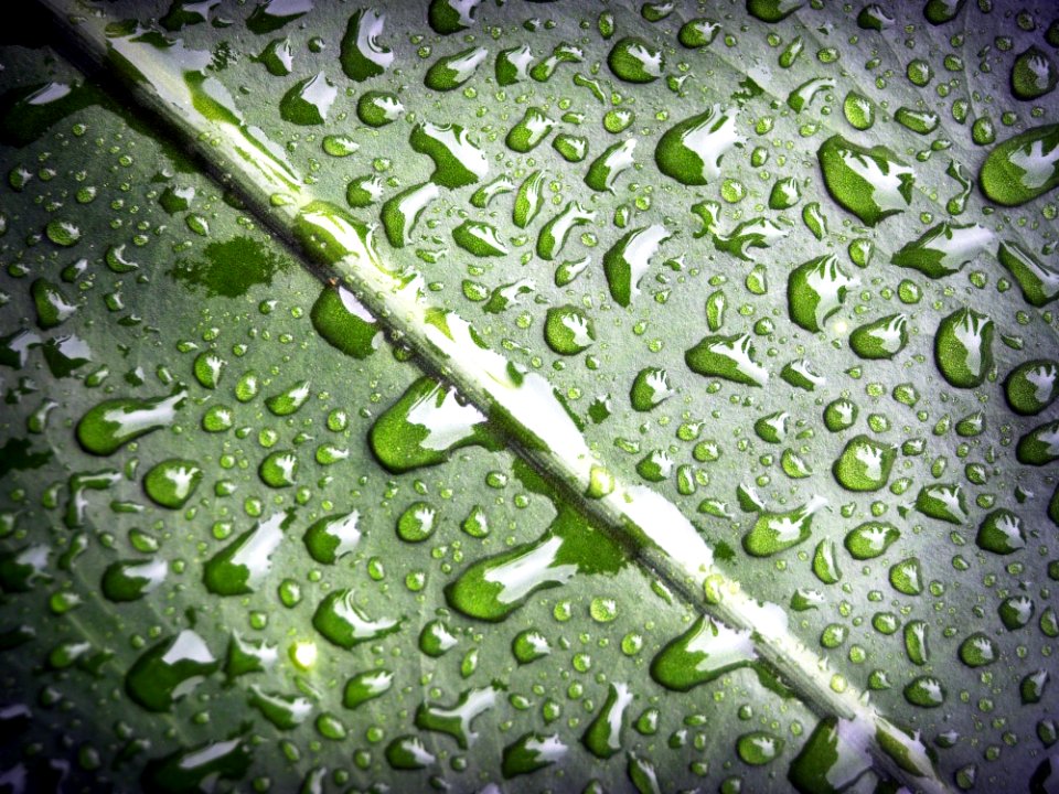 Close-up Dew Dewdrops