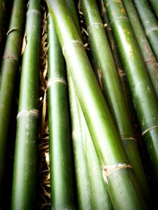 Background Bamboo Close-up photo
