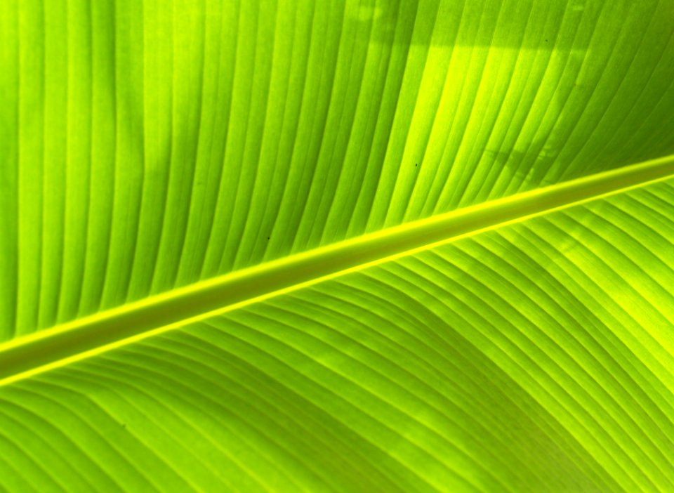 Banana Leaf Ckose-up