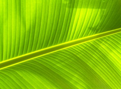 Banana Leaf Ckose-up
