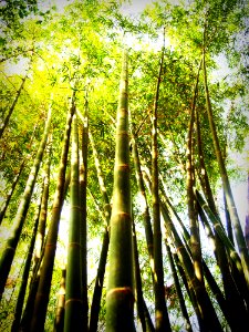 Bamboo Bright Colors