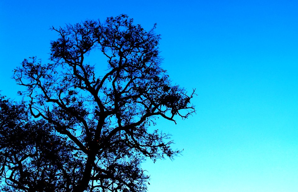 Background Branches Colors