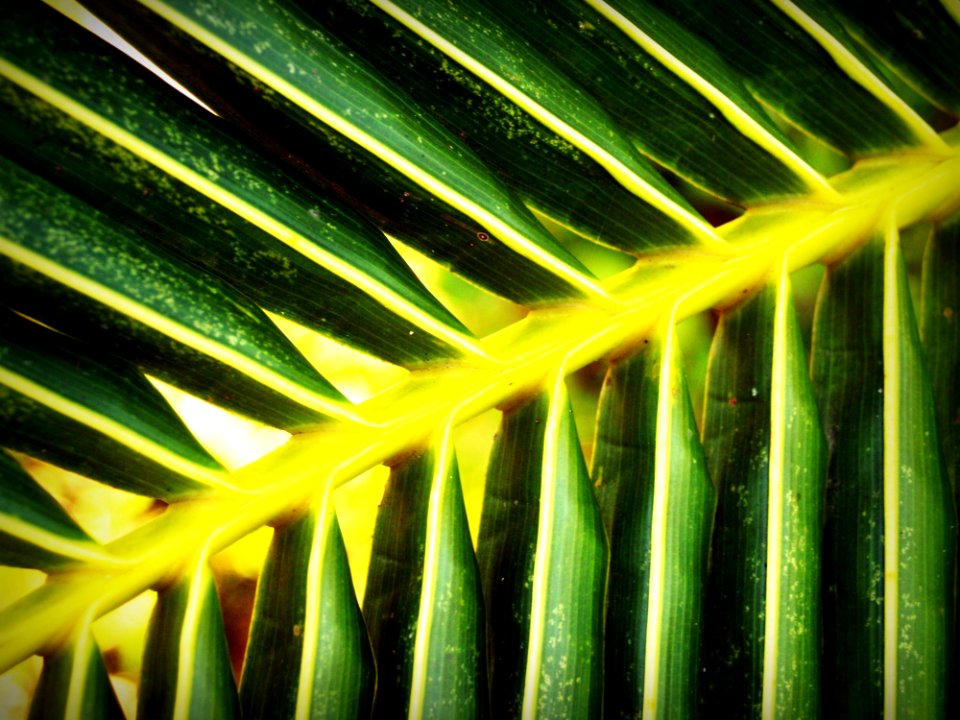 Bright Close-up Colors