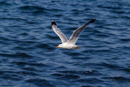 Seagull Flying Over Ocean photo