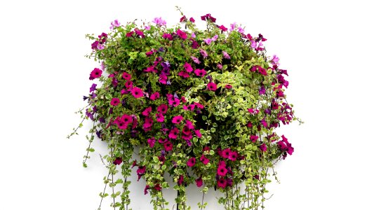 Beautiful Bloom Blooming