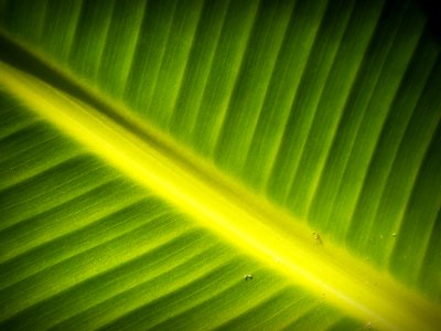 Close-up Fresh Green