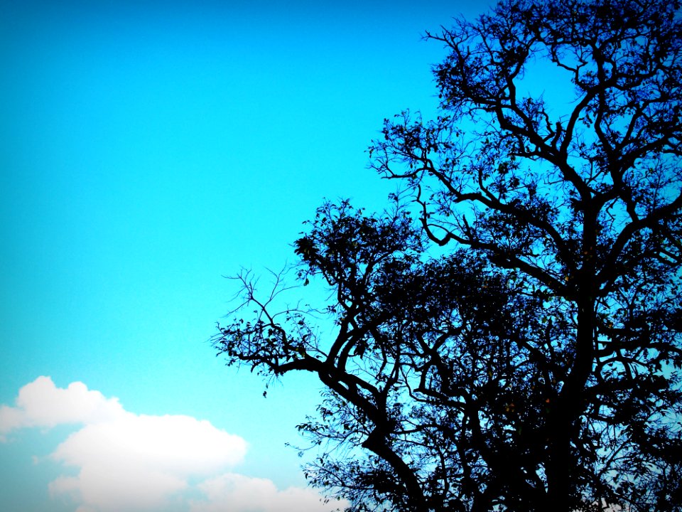 Background Branches Clouds