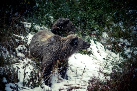 Animals Bears Cold
