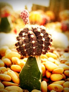 Cactus Close-up Colors