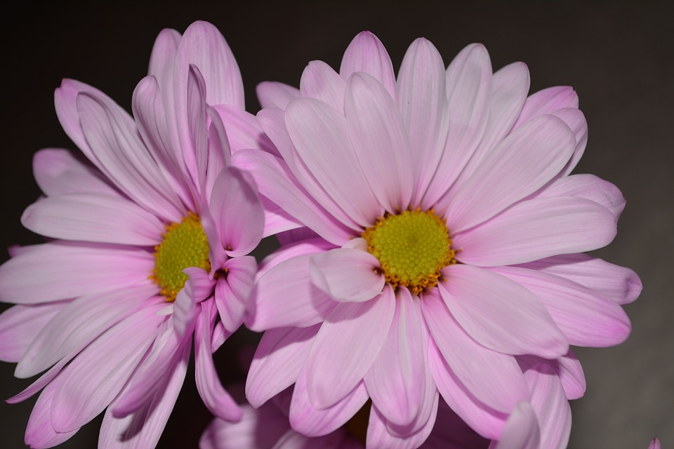 Flora blossom macro