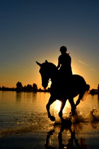 Silhouette Of Person Riding Horse On Body Of Water Under Yellow Sunset