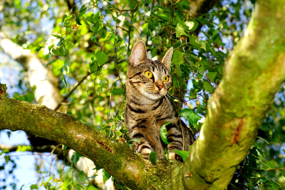 Adorable Animal Beautiful