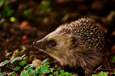 Brown And Black Hedgehog photo