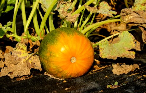 Agriculture Close-up Color photo