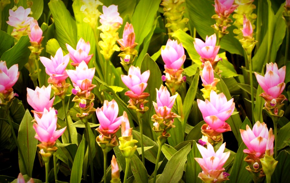Beautiful Bloom Blooming