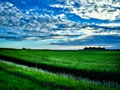 Agriculture Clouds Cornfield