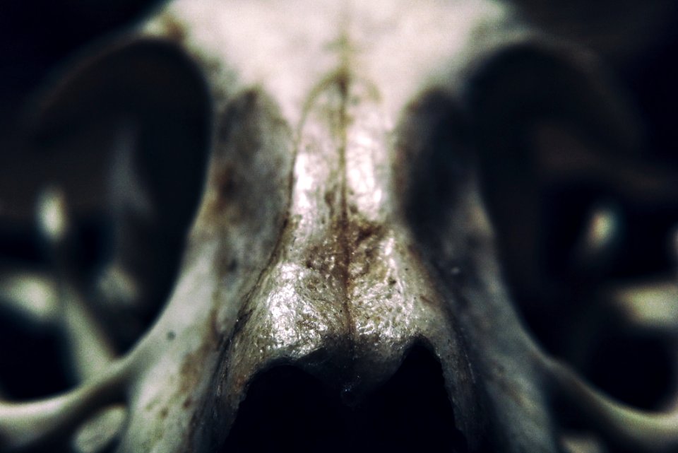 Abstract Anatomy Art