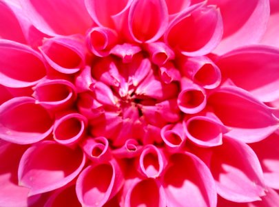 Bloom Blossom Close-up