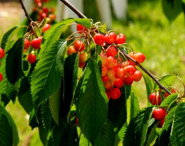 Berries Branch Bunch