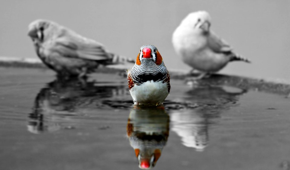 Animal Avian Beak photo