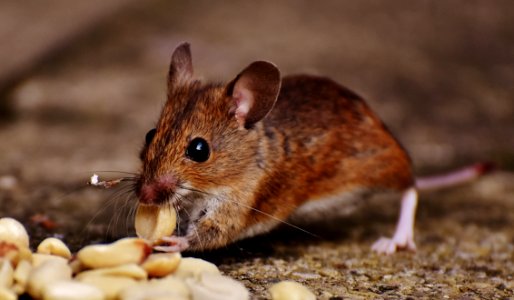 Animal Blur Close-up
