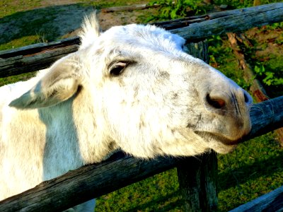 Agriculture Animal Cattle