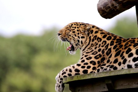 Leopard Yawning Lying On Brown Wood photo