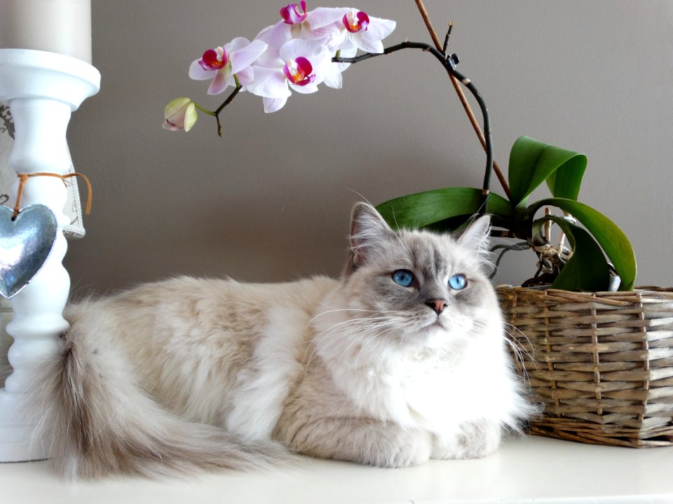 Adorable Animal Basket