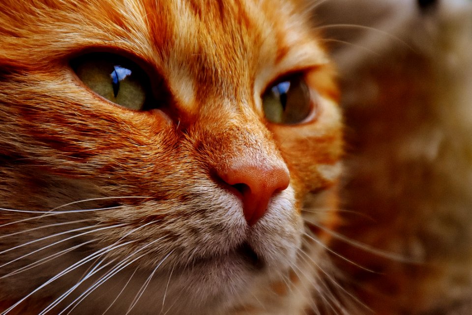 Adorable Animal Blur