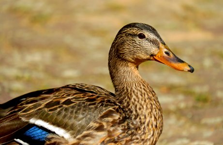 Brown White And Blue Duck photo