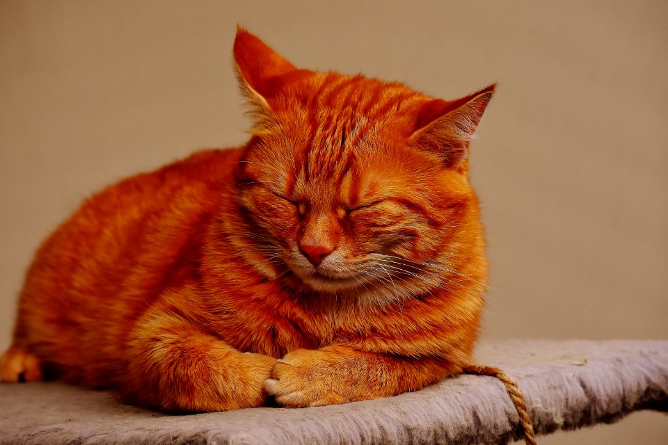 Adorable Animal Photography