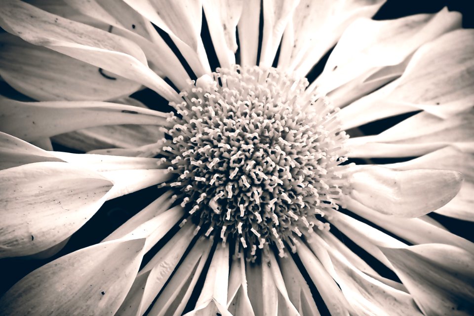 Beautiful Black-and-white Bloom