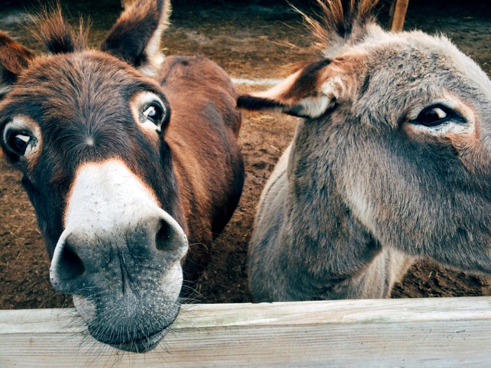 2 Brown And Grey Donkey Closeup Photography