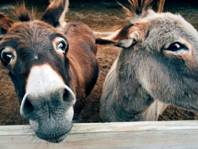 2 Brown And Grey Donkey Closeup Photography