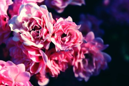 Close Up Picture Of Pink Flower photo