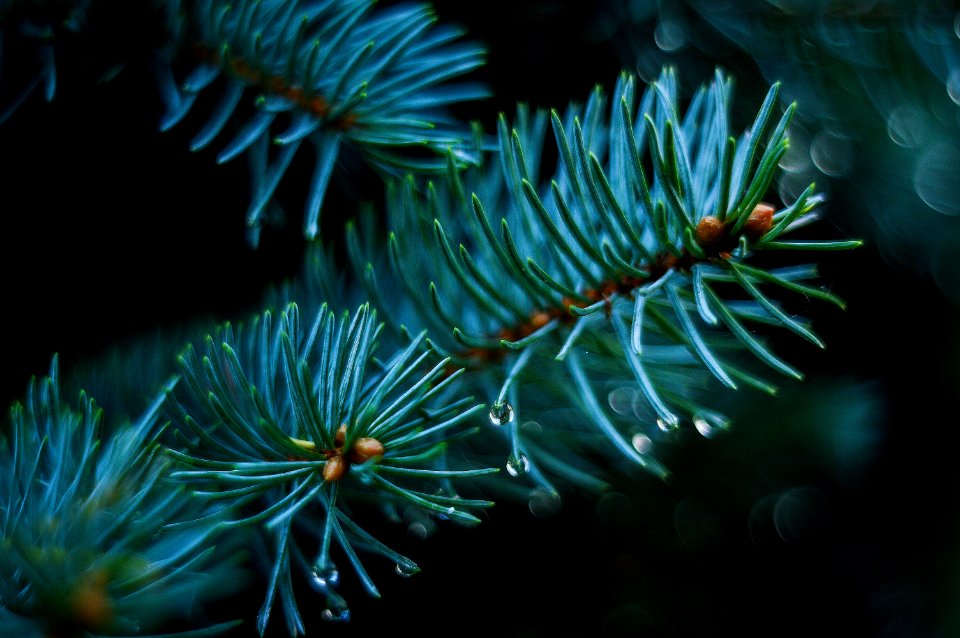 Biology Blur Branches