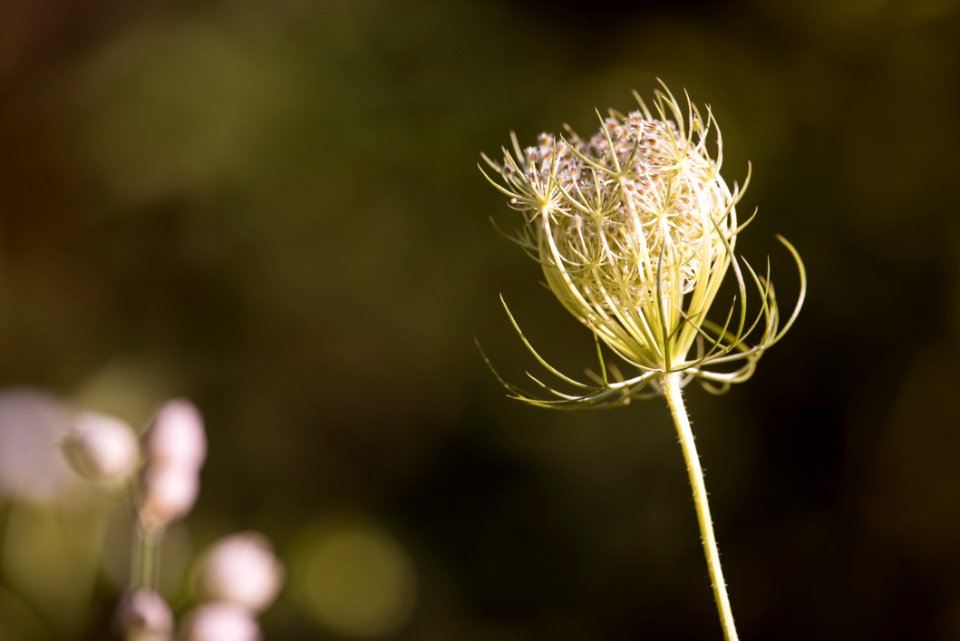 Beautiful Blossom Blur