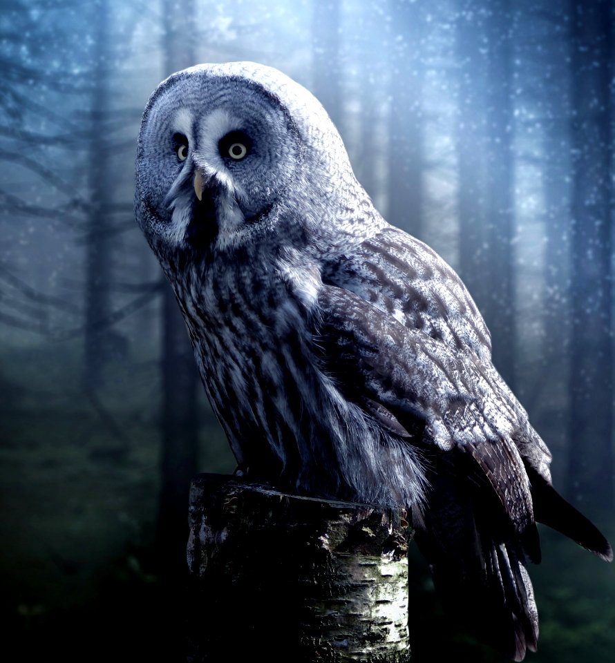 Adventure Animal Avian