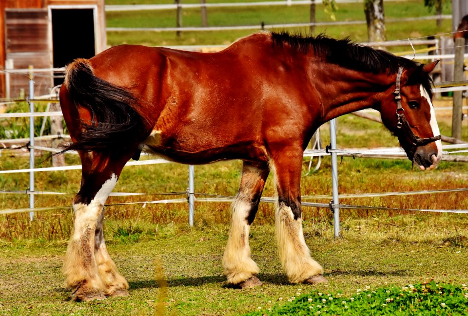 Red And Black Horse
